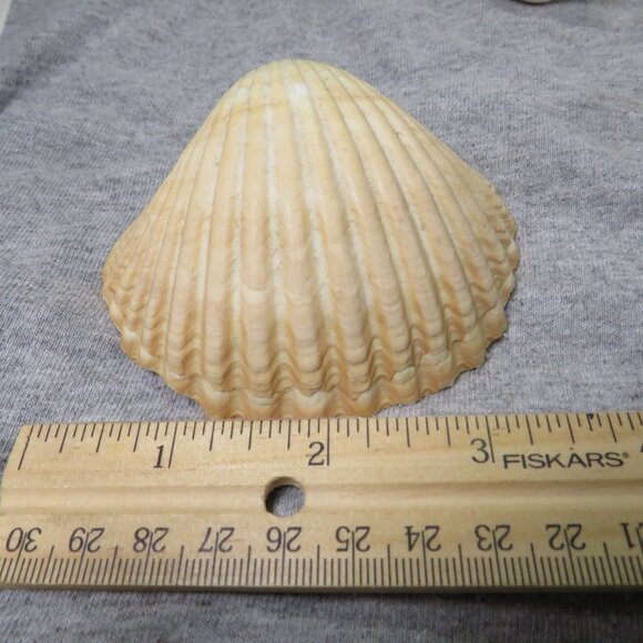 Real Sea Shells Vintage (2) Sandcastles Mr. Sandman OVER 5 POUNDS - Picture 6 of 14